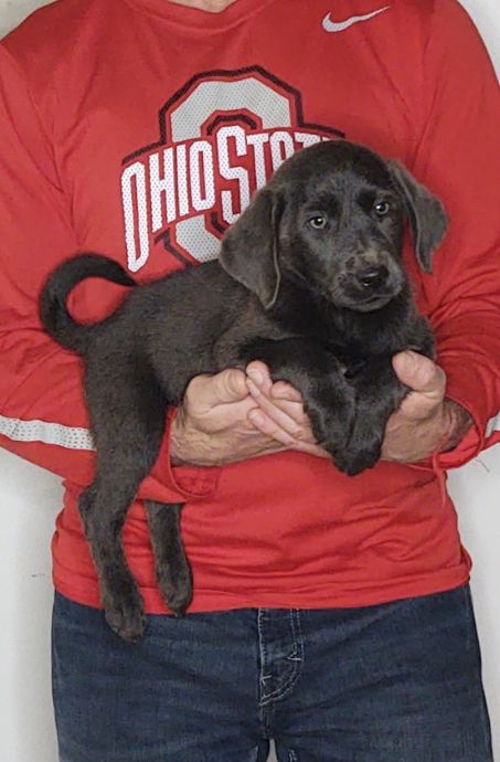 Marley, a 9-week-old male Silver Lab