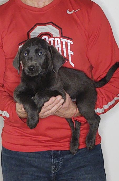 Marley, a 9-week-old male Silver Lab