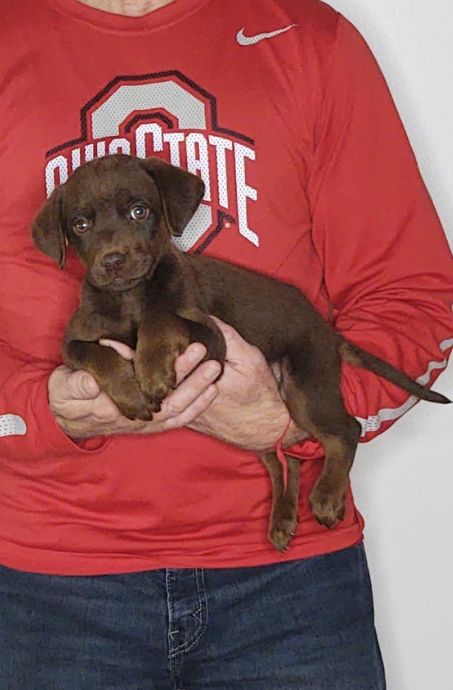 Mylo, a 9-week-old male Chocolate Lab