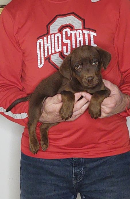 Mylo, a 9-week-old male Chocolate Lab