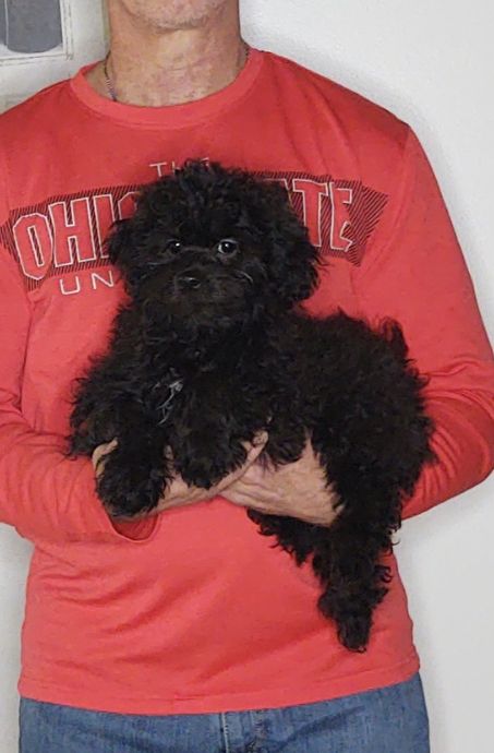 Oreo, a 12-week-old male Shihpoo