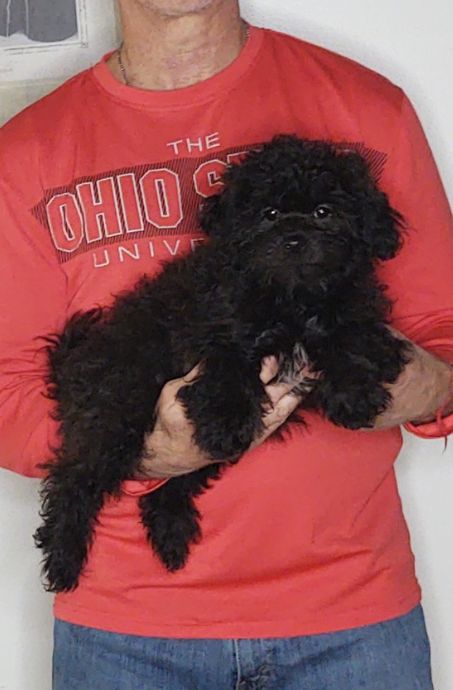 Oreo, a 12-week-old male Shihpoo