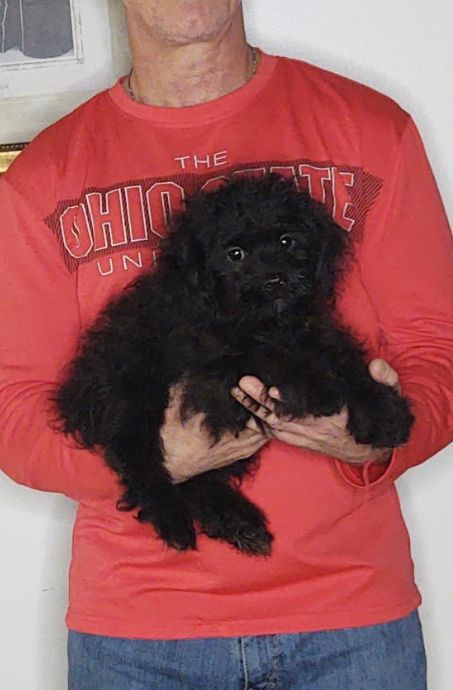 Oscar, a 12-week-old male Shihpoo