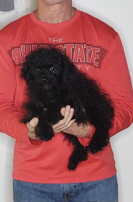 Oscar, a 12-week-old male Shihpoo