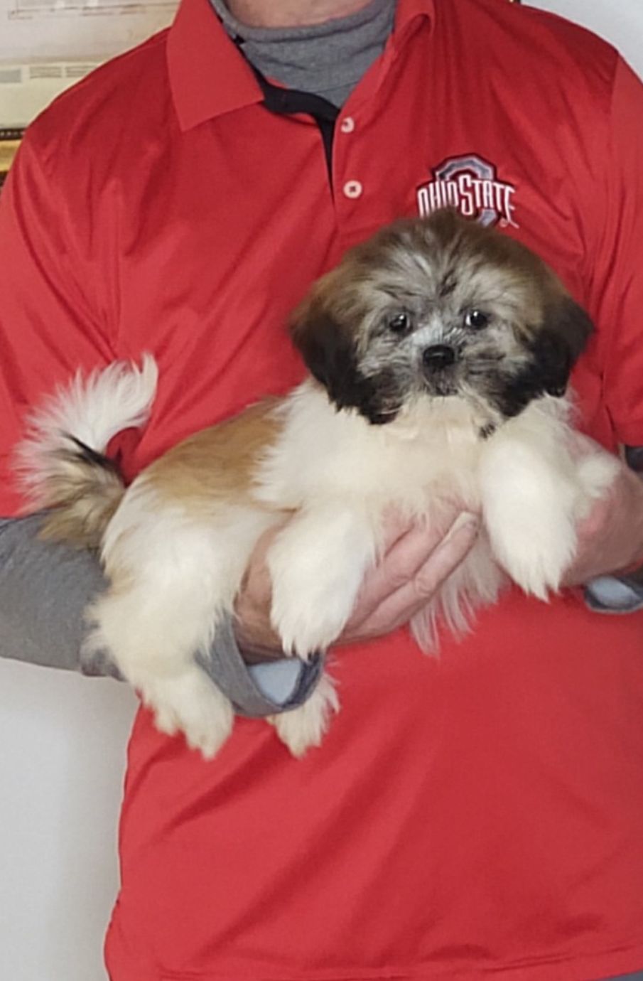 Autumn, a 14-week-old female Shih Tzu.