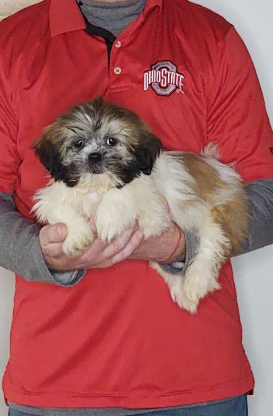 Autumn, a 14-week-old female Shih Tzu.