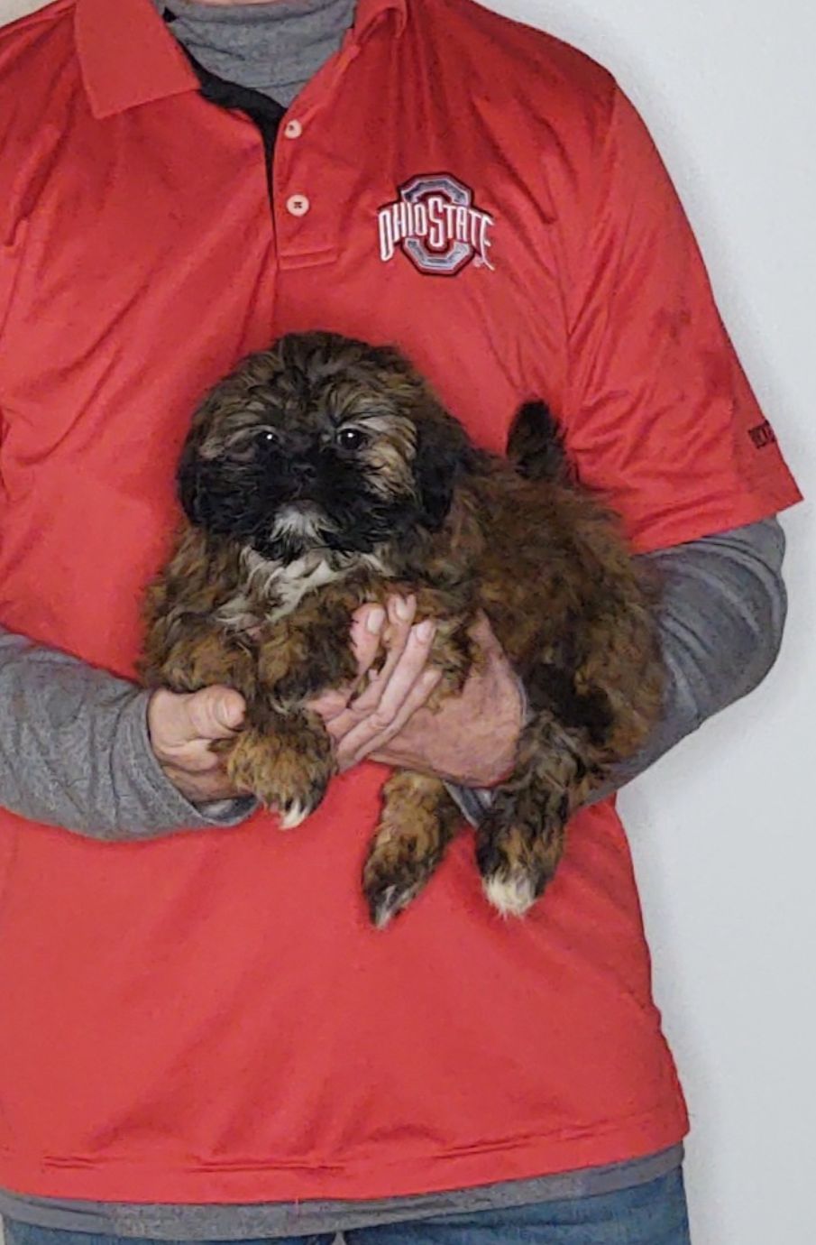 Ava, a 11-week-old female Shih Tzu.