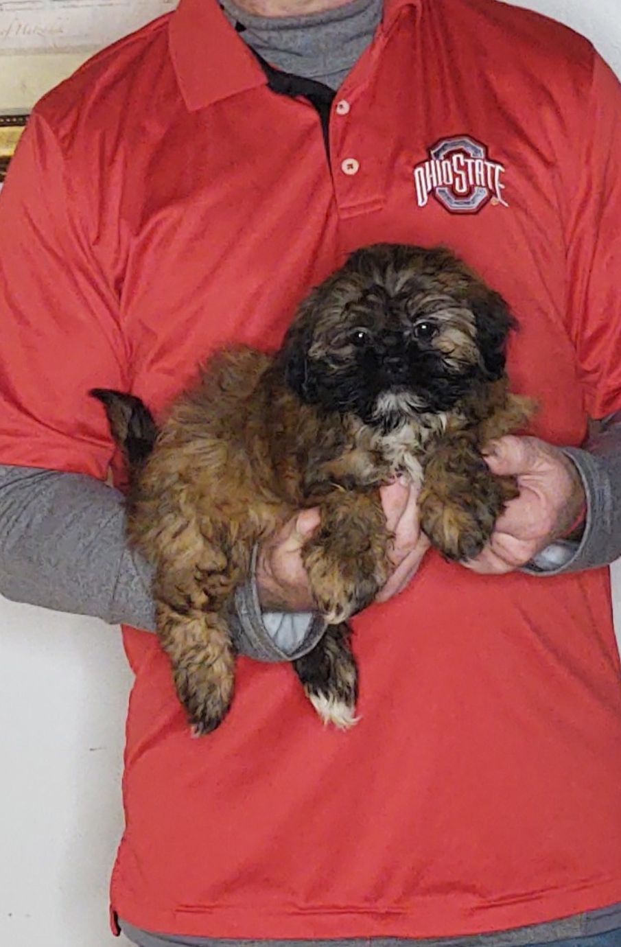 Ava, a 11-week-old female Shih Tzu.