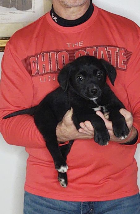 Bella, a 9-week-old female Bernese Mt Dog / Labrador Retriever