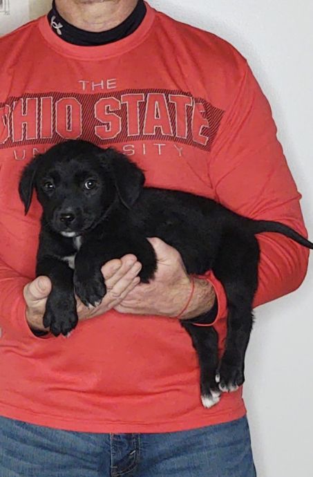 Bella, a 9-week-old female Bernese Mt Dog / Labrador Retriever