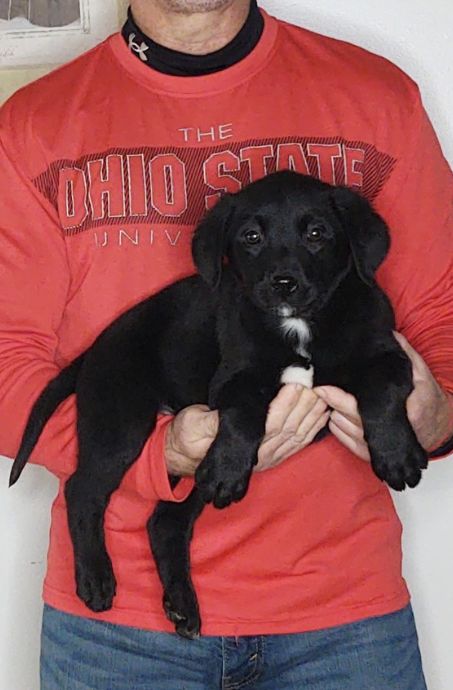 Blossom, a 9-week-old female Bernese Mt Dog / Labrador Retriever