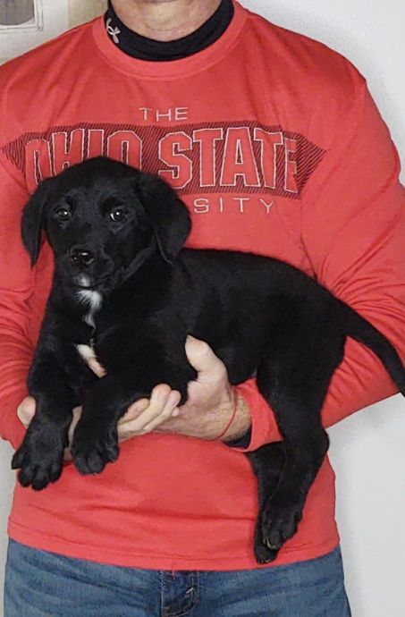 Blossom, a 9-week-old female Bernese Mt Dog / Labrador Retriever