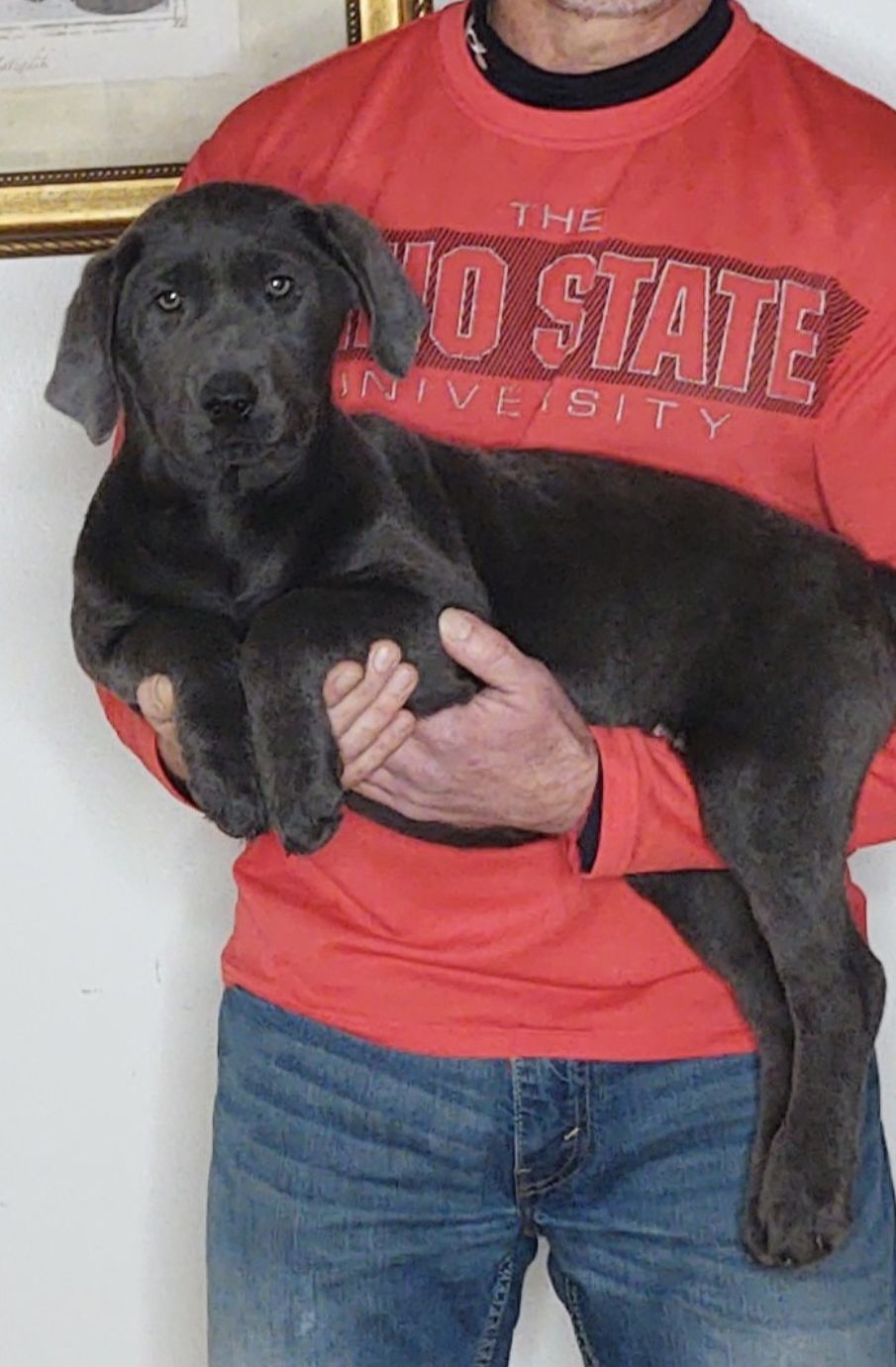 Gracie, A 14-week-old female Labrador Retriever