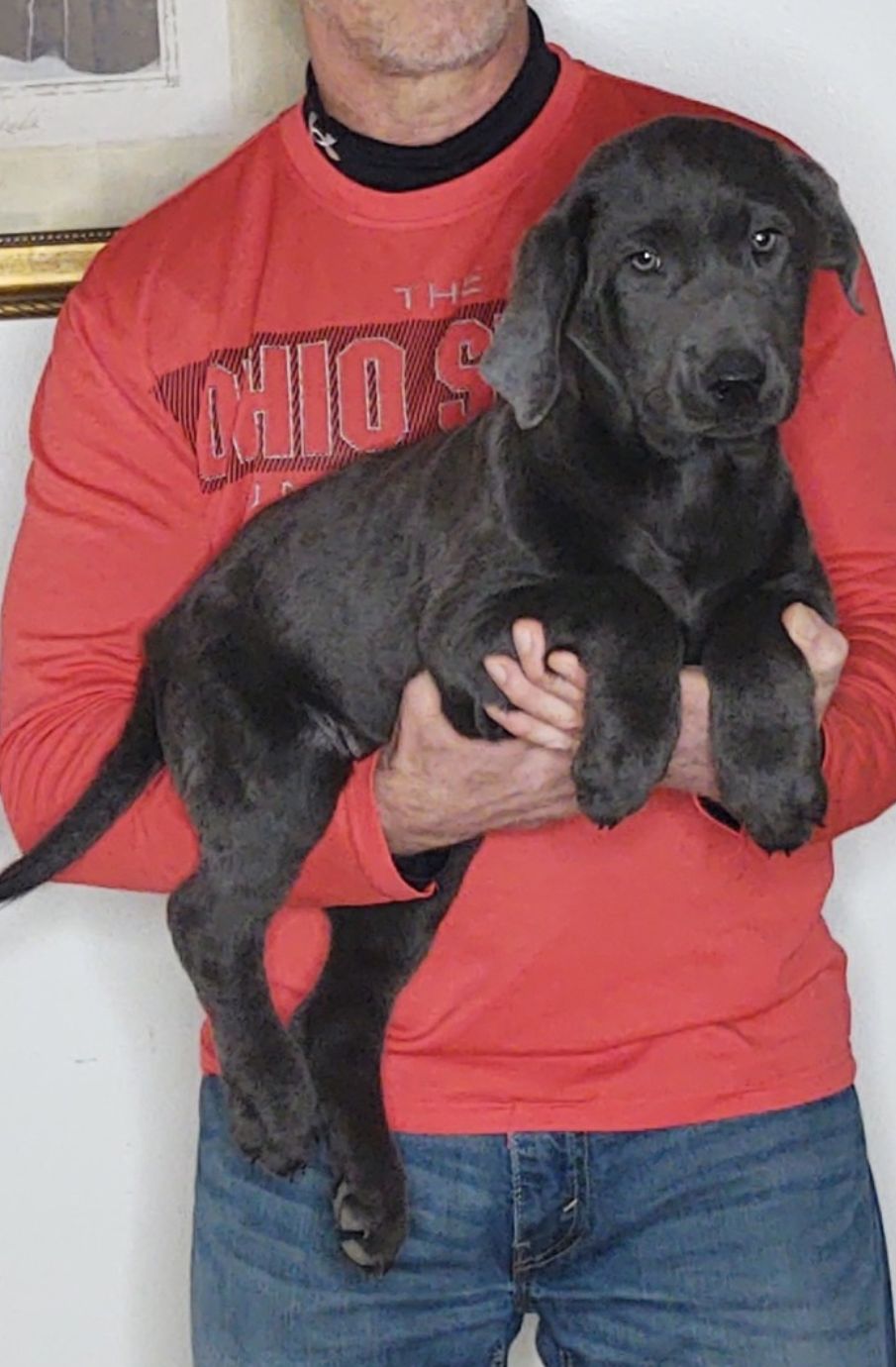 Gracie, A 14-week-old female Labrador Retriever