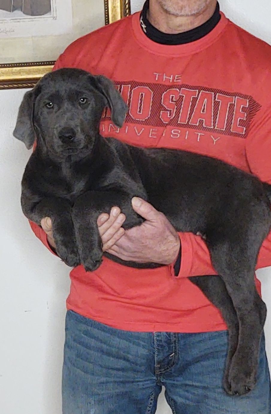 Gracie, A 14-week-old female Labrador Retriever