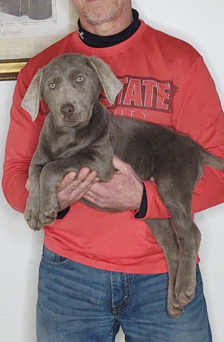 Harley, A 14-week-old male Labrador Retriever