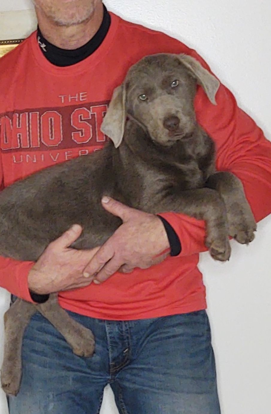 Harley, A 14-week-old male Labrador Retriever