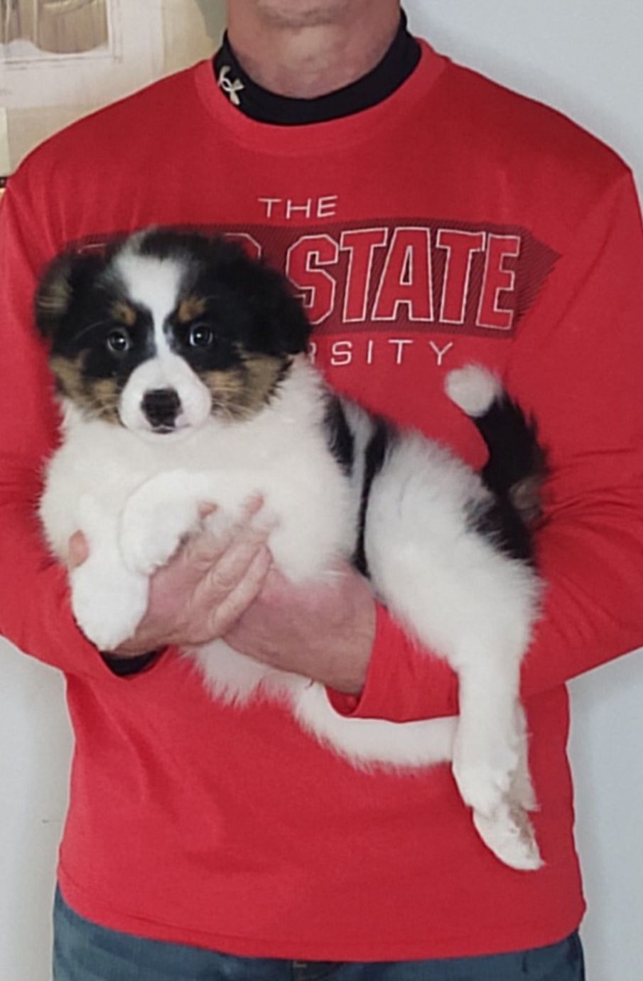 Lucy, A 10-week-old Border Collie / Australian Shepherd MIX