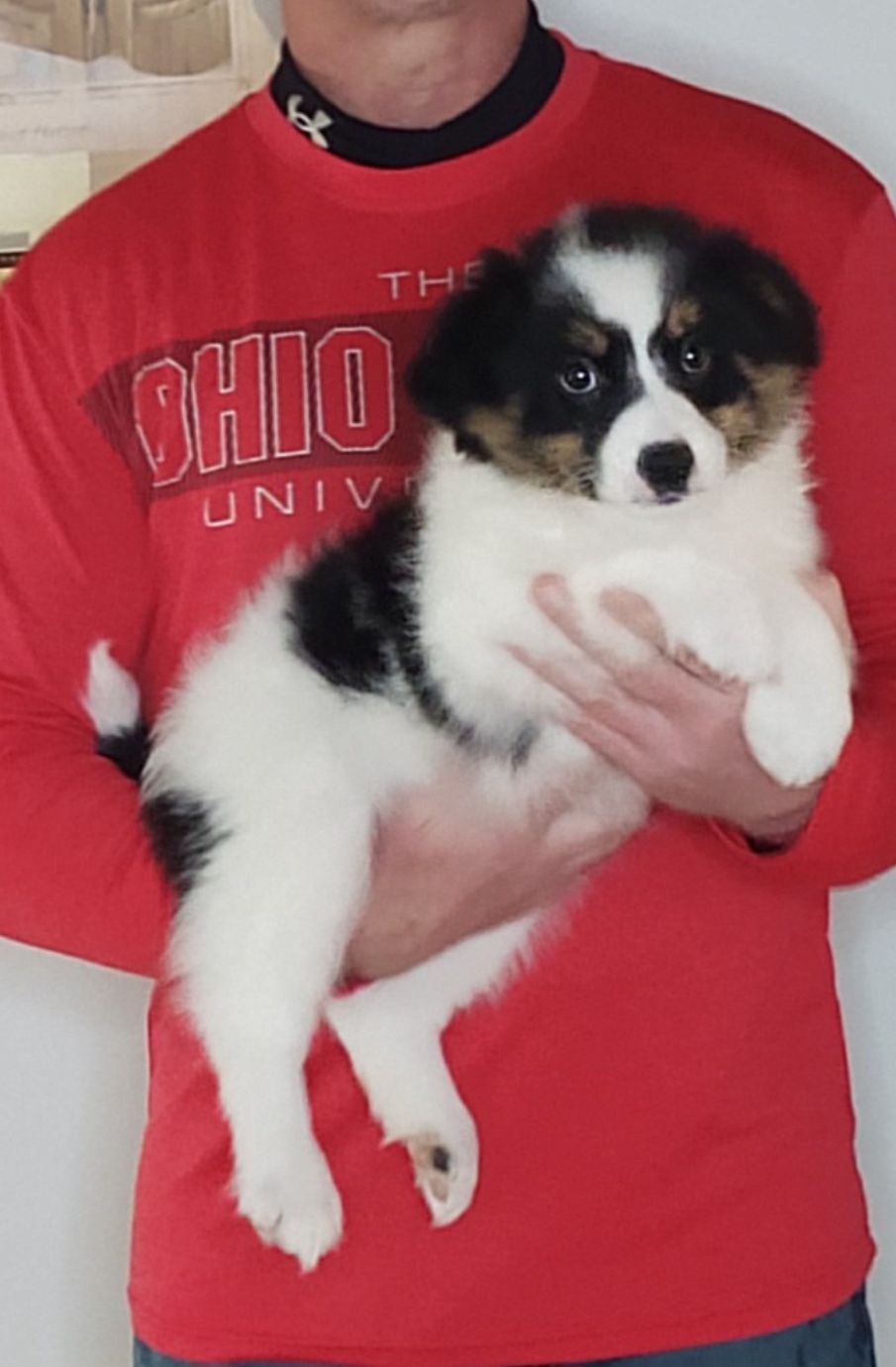 Lucy, A 10-week-old Border Collie / Australian Shepherd MIX