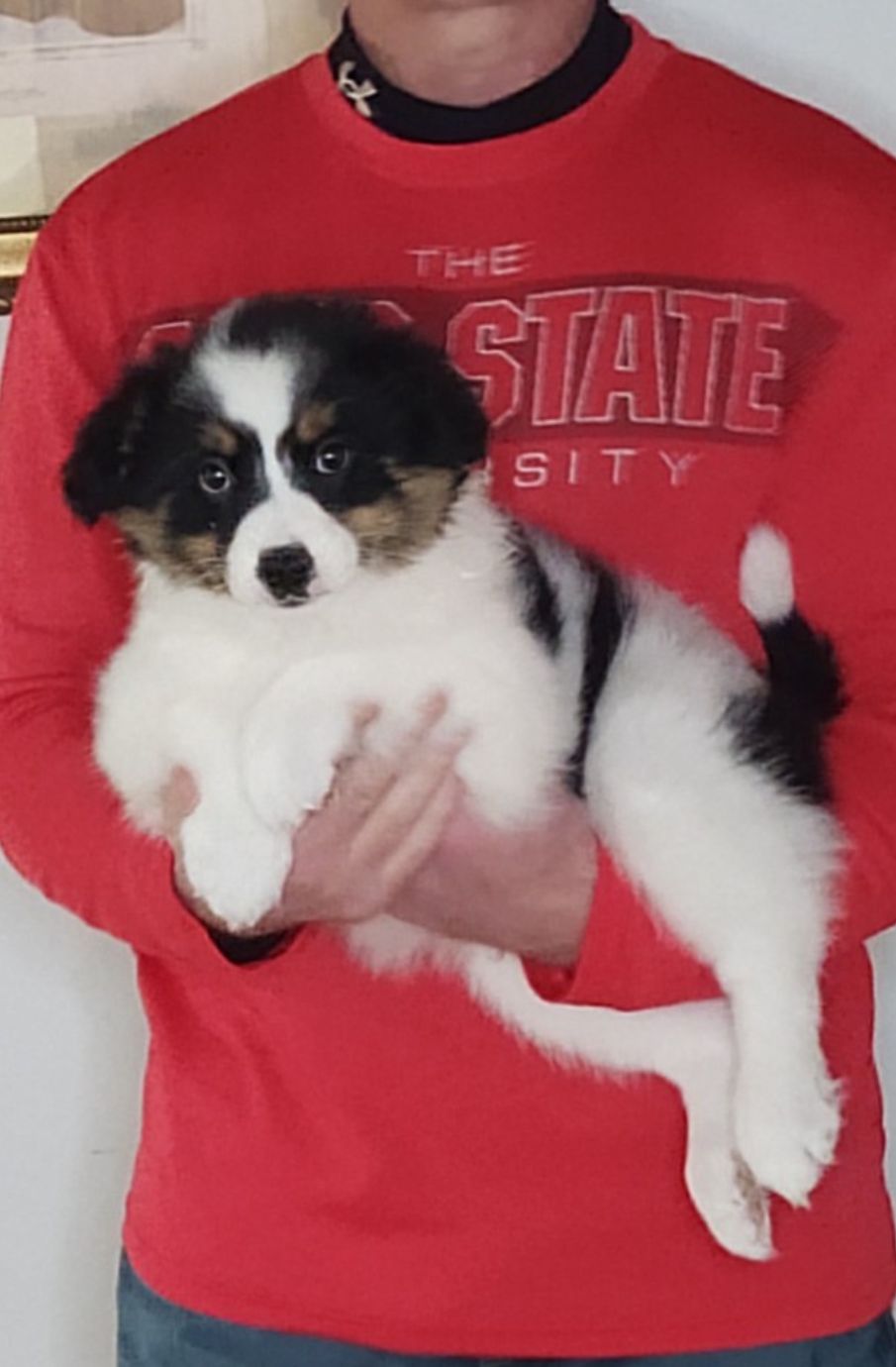 Lucy, A 10-week-old Border Collie / Australian Shepherd MIX