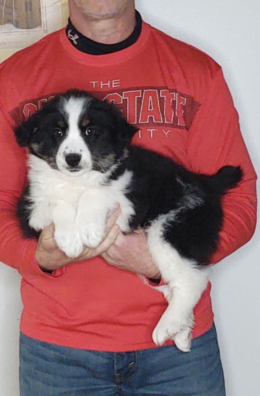 Rocco, A 10-week-old male Border Collie / Australian Shepherd MIX