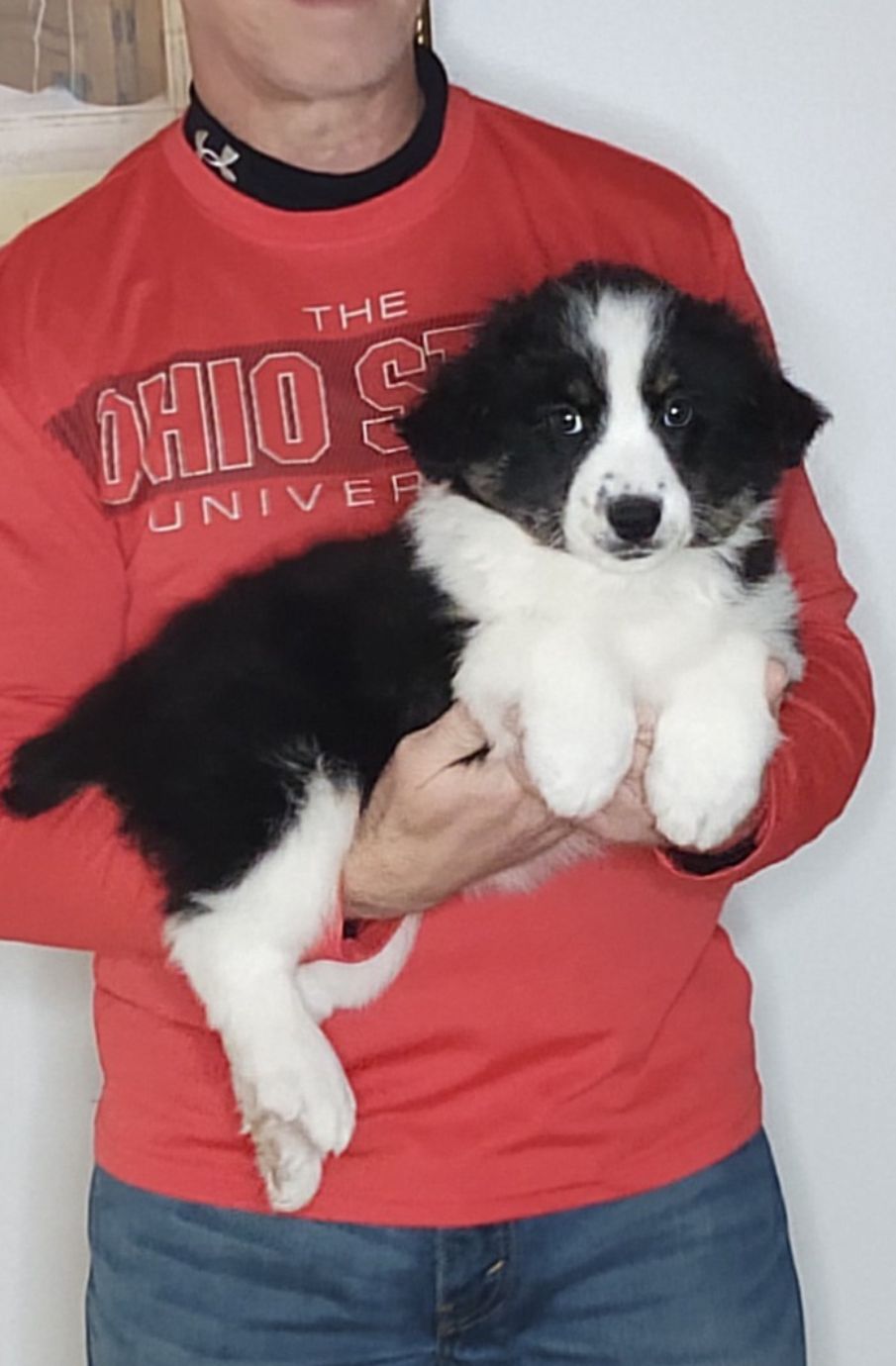 Rocco, A 10-week-old male Border Collie / Australian Shepherd MIX