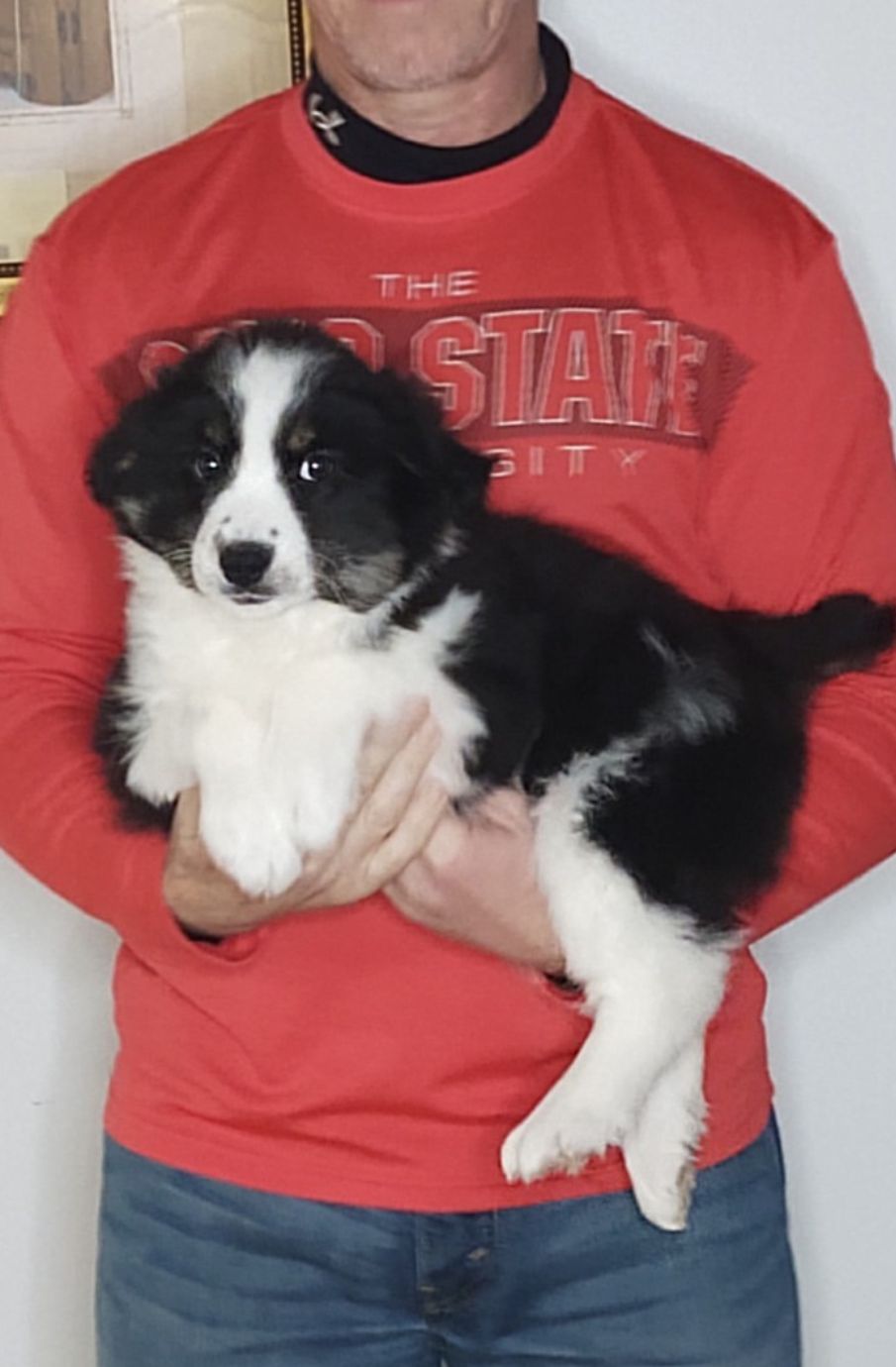 Rocco, A 10-week-old male Border Collie / Australian Shepherd MIX