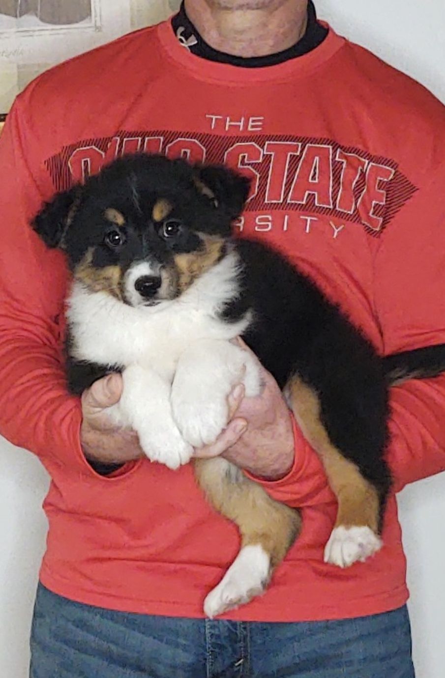 Zoey, A 10-week-old Border Collie / Australian Shepherd MIX