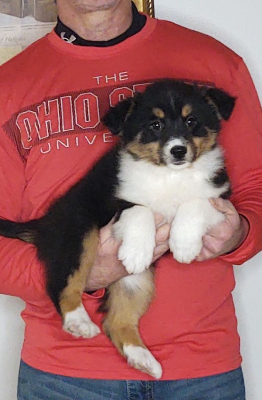 Zoey, A 10-week-old Border Collie / Australian Shepherd MIX