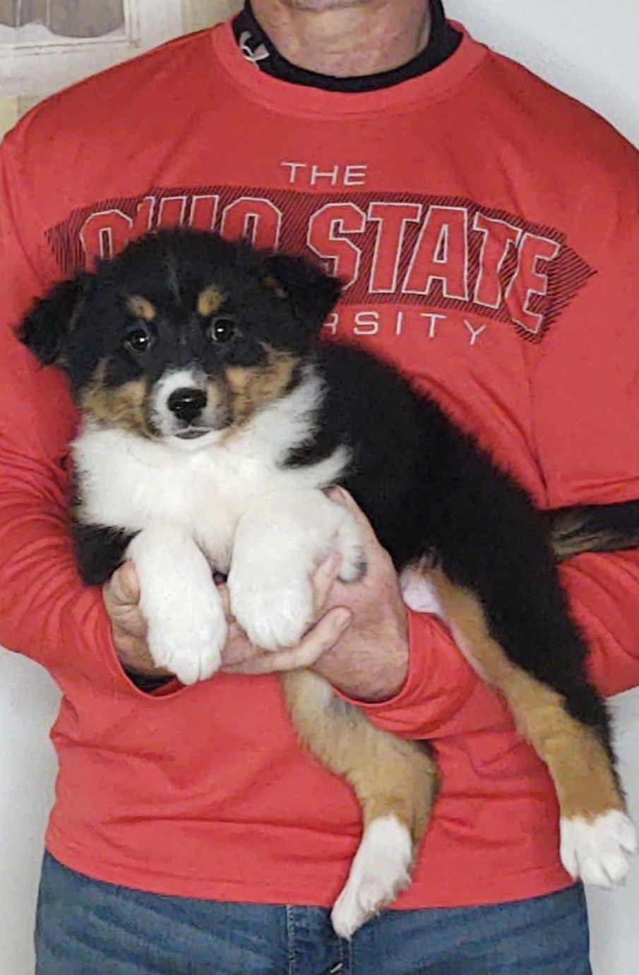 Zoey, A 10-week-old Border Collie / Australian Shepherd MIX