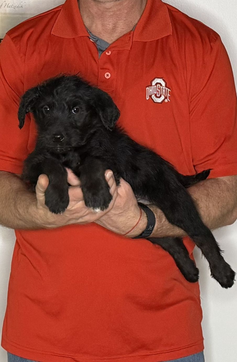Charlie, an 8-week-old male Goldendoodle / Lab mix.