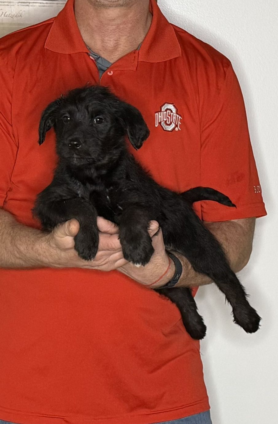 Charlie, an 8-week-old male Goldendoodle / Lab mix.