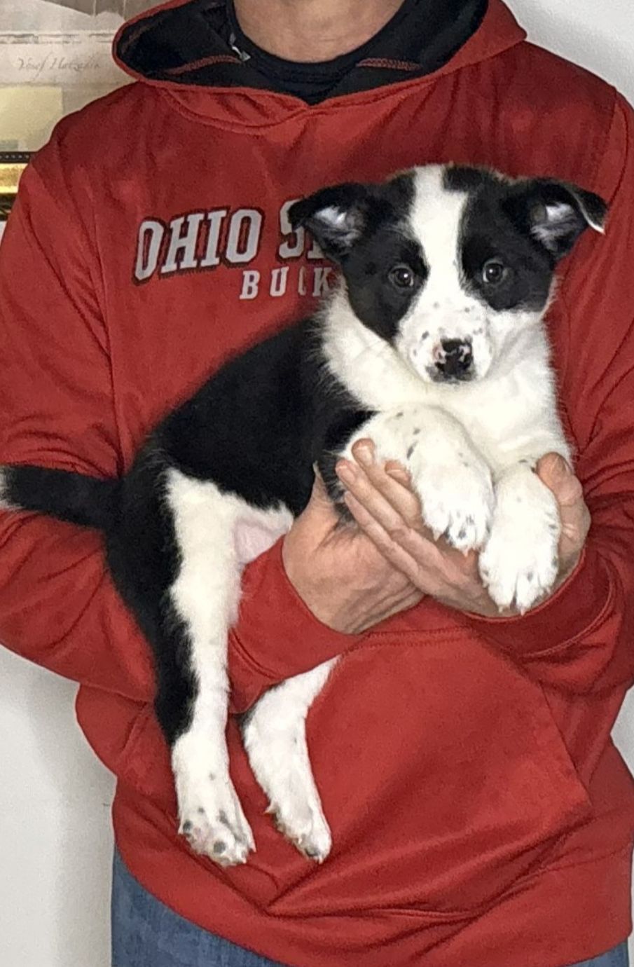 Gracie, a 10-week-old female Border Collie / Australian Cattle Dog