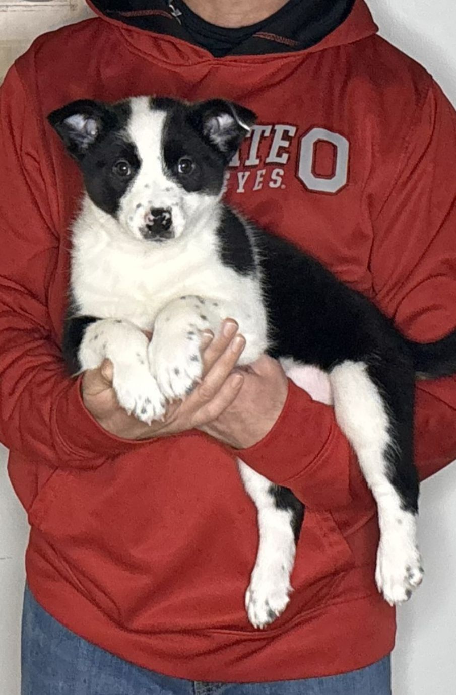 Gracie, a 10-week-old female Border Collie / Australian Cattle Dog