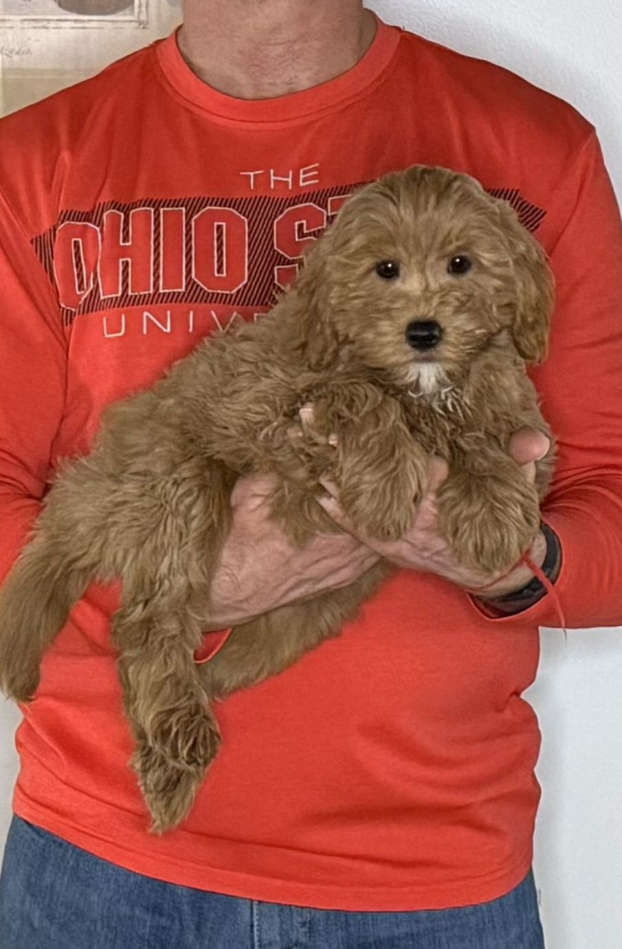 Nacho, a 12-week-old male Cavapoo