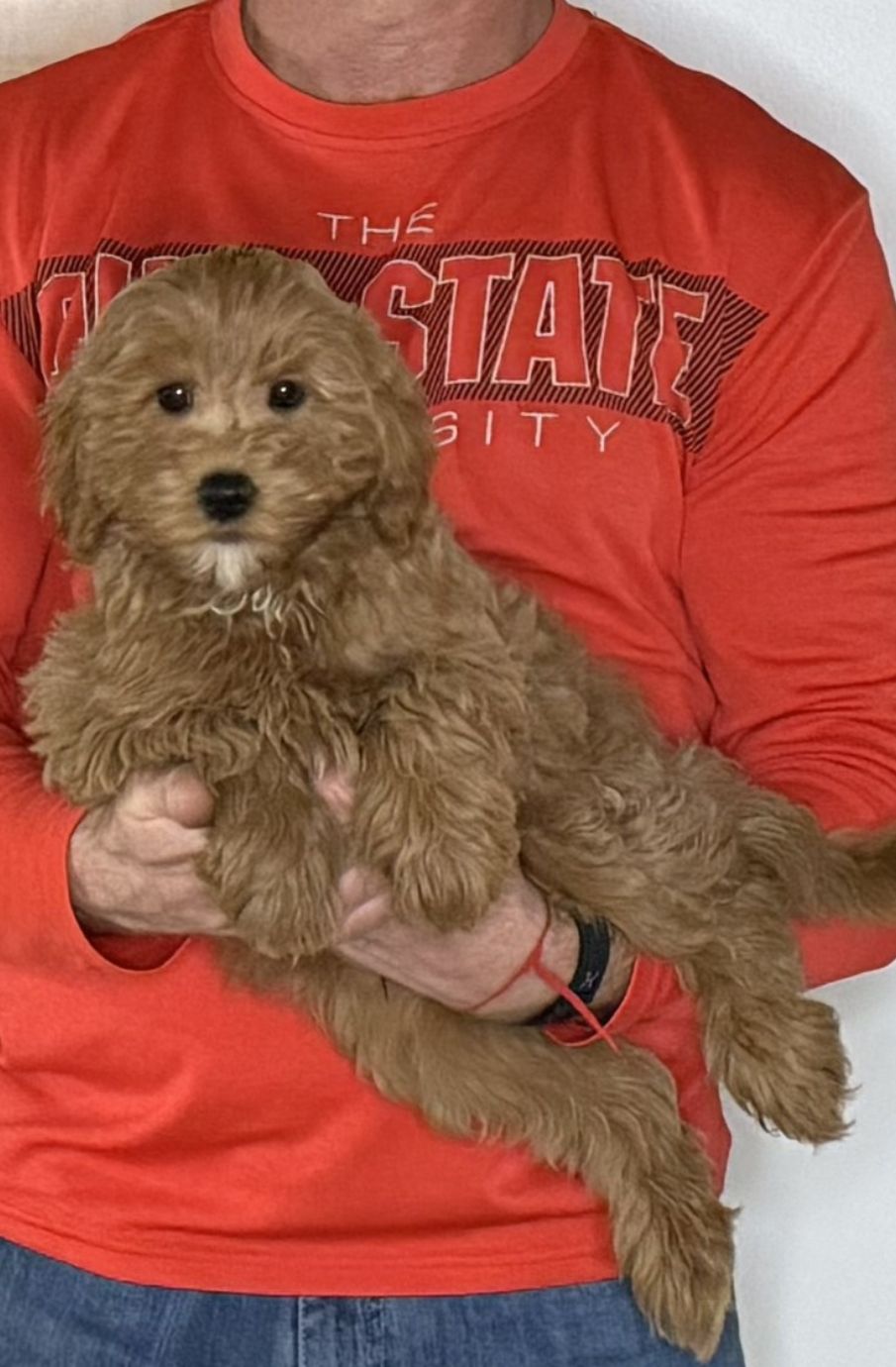 Nacho, a 12-week-old male Cavapoo