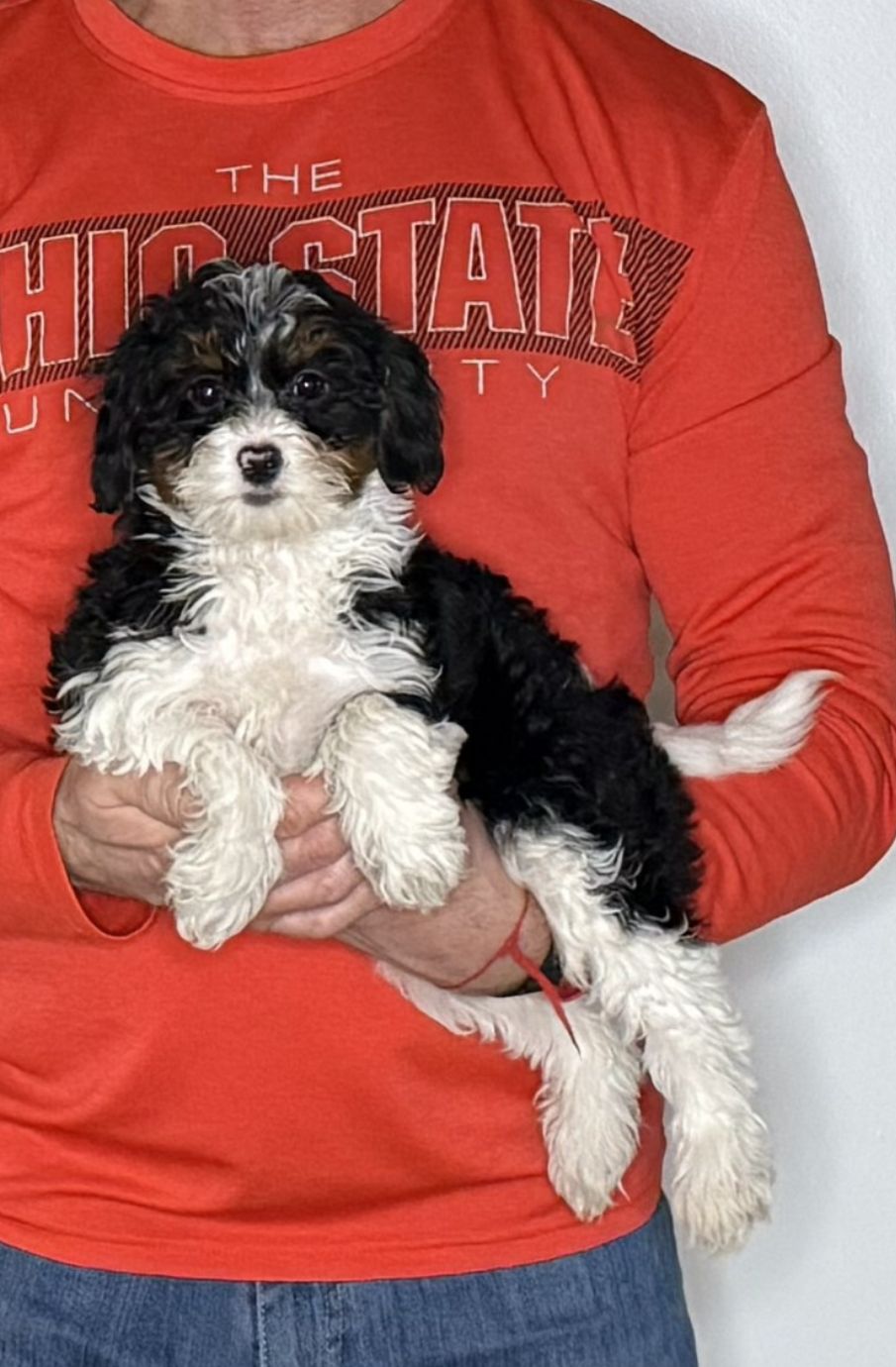 Nala, a 12-week-old female Cavapoo