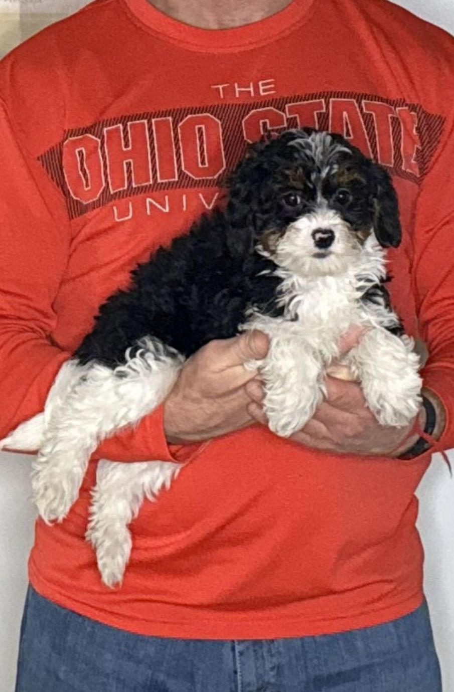 Nala, a 12-week-old female Cavapoo
