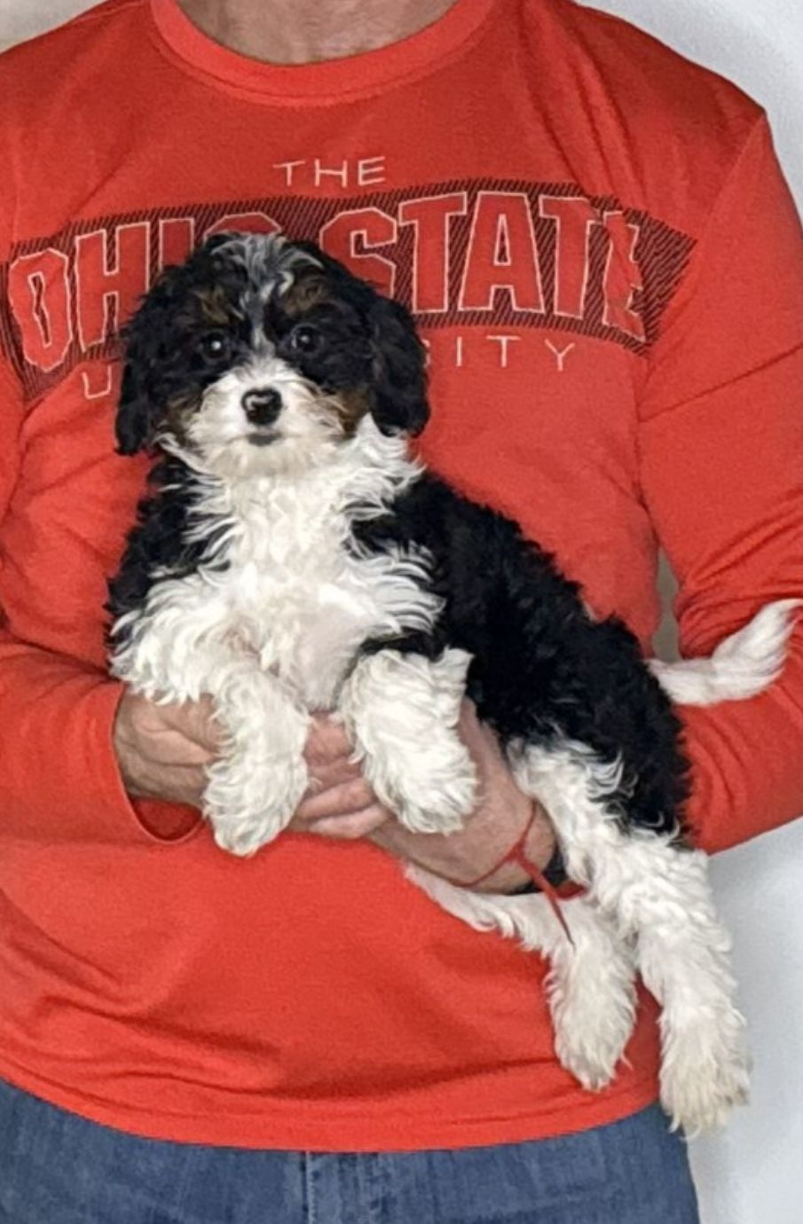 Nala, a 12-week-old female Cavapoo