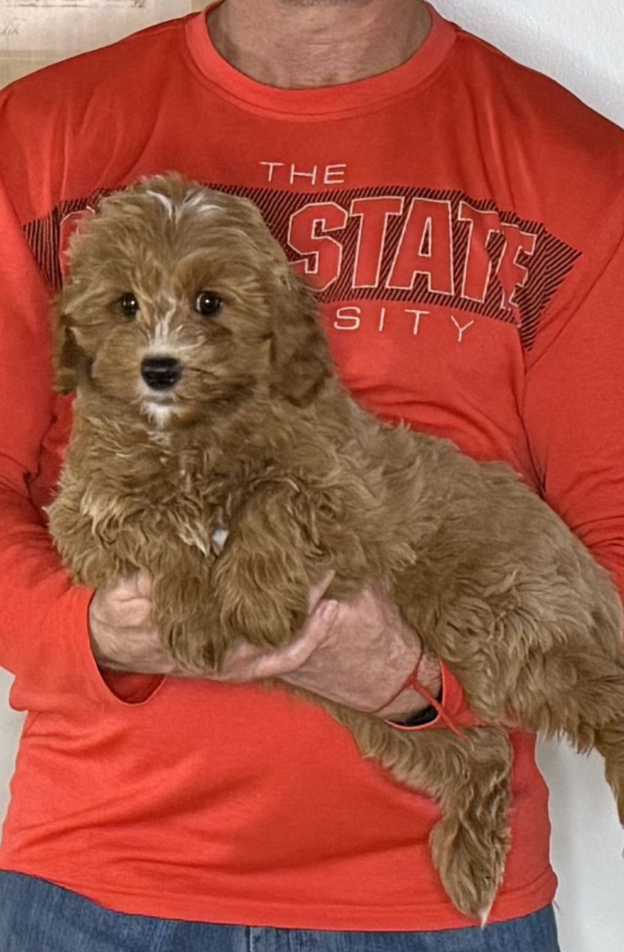 Nugget, a 12-week-old male Cavapoo