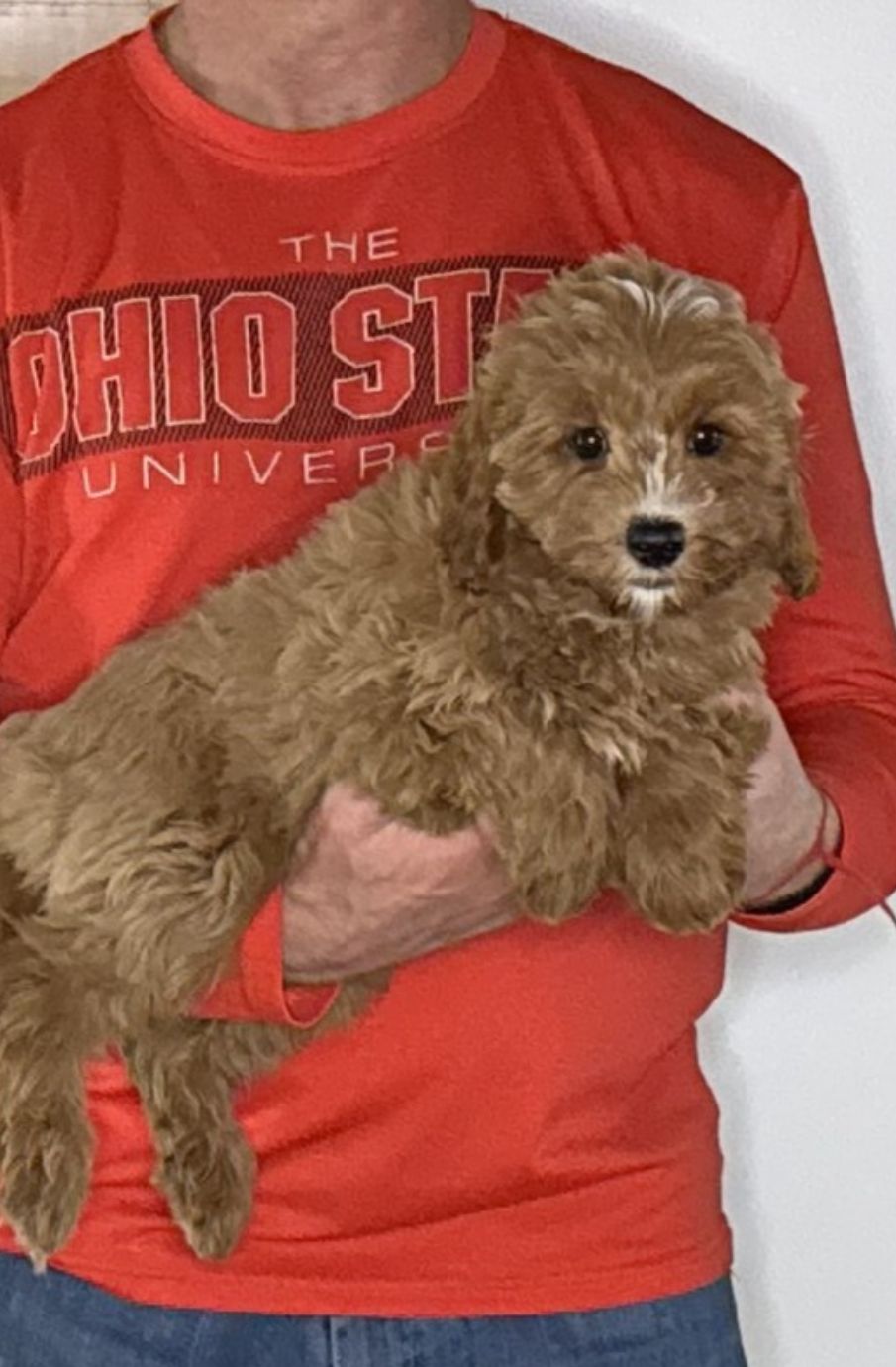 Nugget, a 12-week-old male Cavapoo