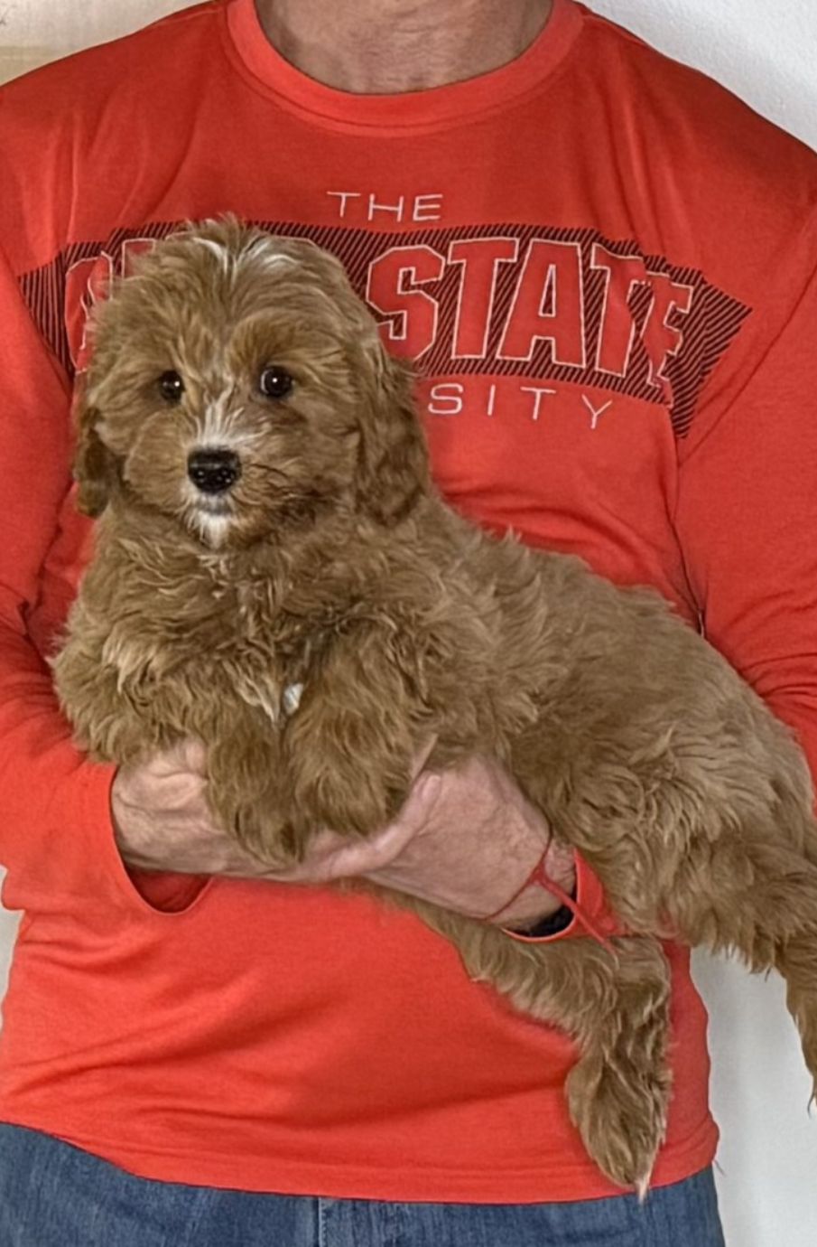 Nugget, a 12-week-old male Cavapoo