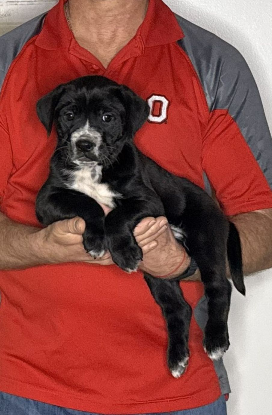 Rocco, an 8-week-old male Lab / Golden Retriever mix