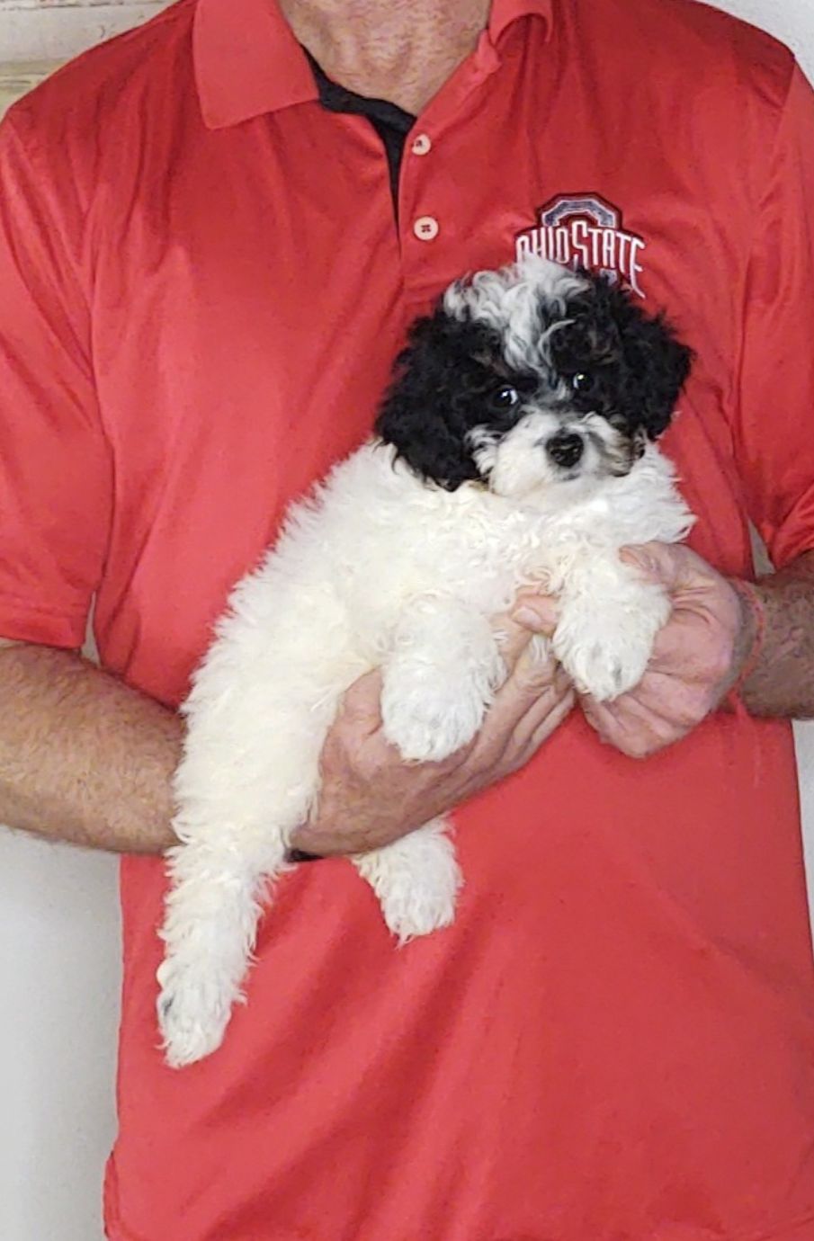 Willow, a 10-week-old female Mini Poodle.