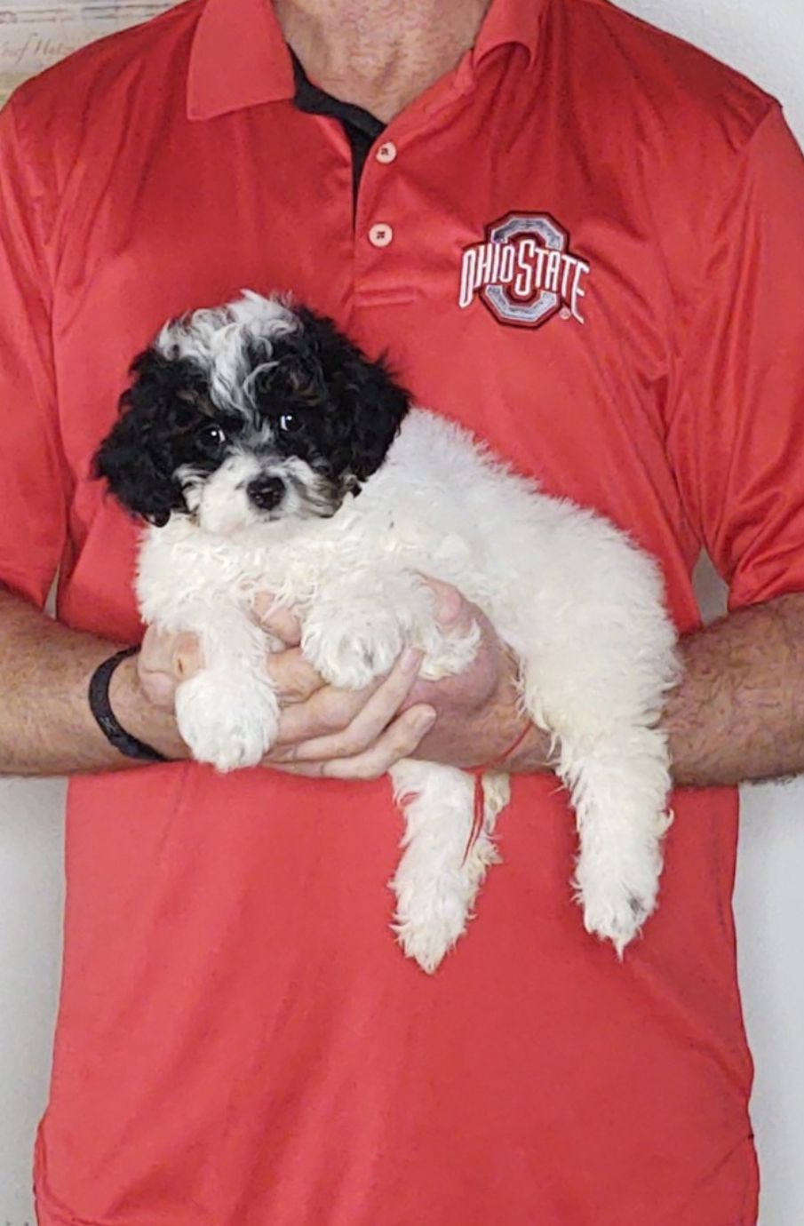 Willow, a 10-week-old female Mini Poodle.