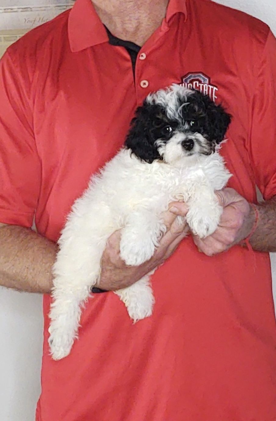 Willow, a 10-week-old female Mini Poodle.
