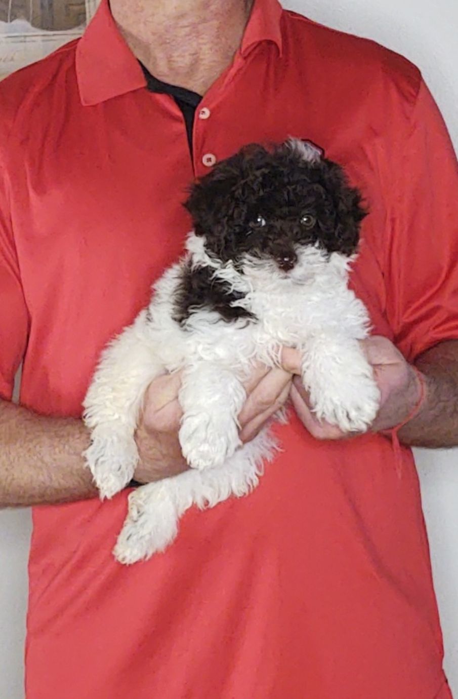 Wyatt, a 10-week-old male Mini Poodle.