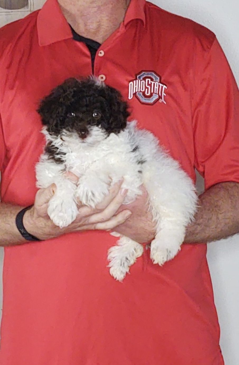 Wyatt, a 10-week-old male Mini Poodle.