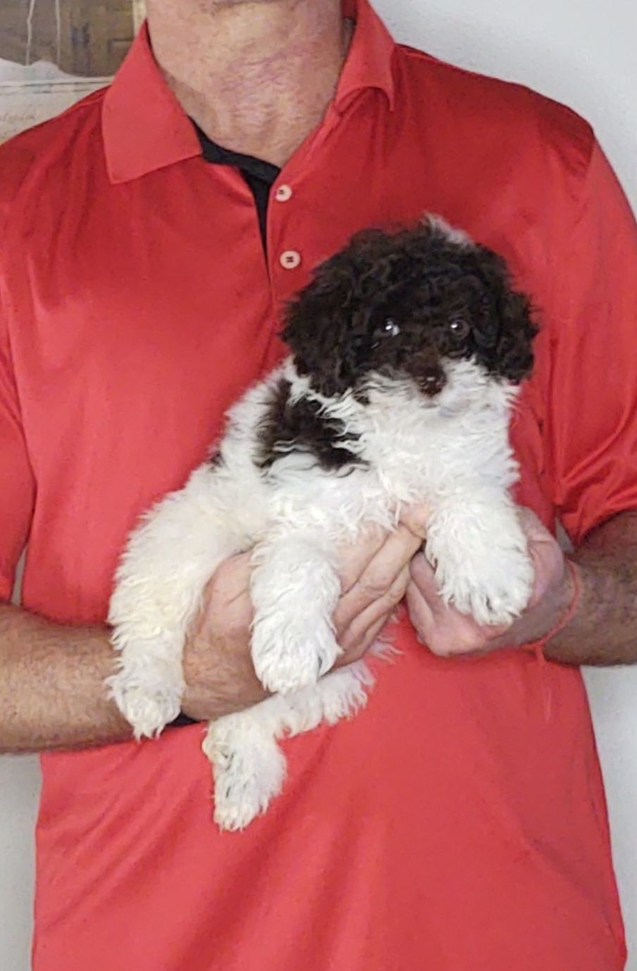 Wyatt, a 10-week-old male Mini Poodle.