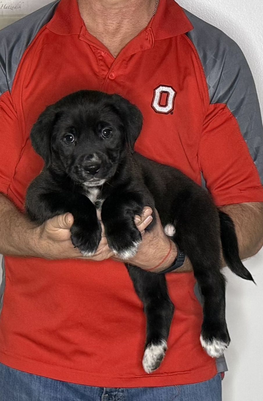 Zoey, an 8-week-old female Lab / Golden Retriever mix